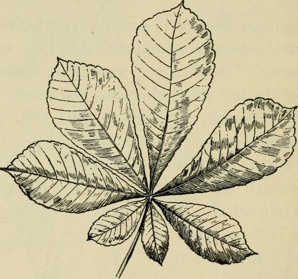 An illustration from Elementary woodworking, 1903, leaf 95