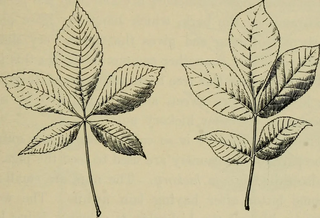 An illustration from Elementary woodworking, 1903, leaf 96