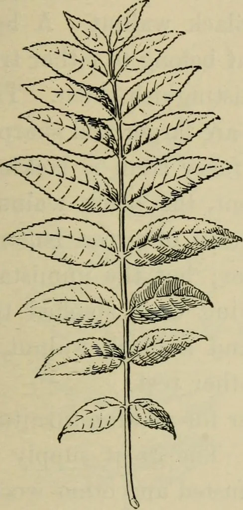 An illustration from Elementary woodworking, 1903, leaf 98