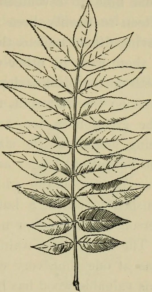 An illustration from Elementary woodworking, 1903, leaf 98