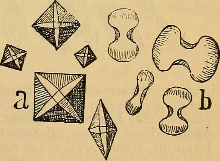 An illustration from Elementos de histología normal y de téchnica micrografica para uso de estudiantes, 1897, leaf 131