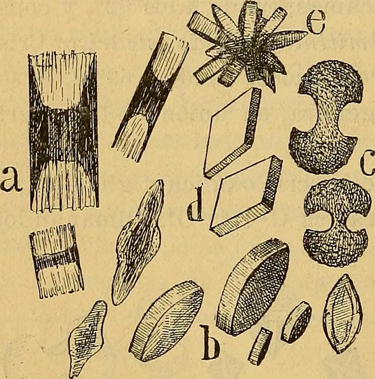 An illustration from Elementos de histología normal y de téchnica micrografica para uso de estudiantes, 1897, leaf 132