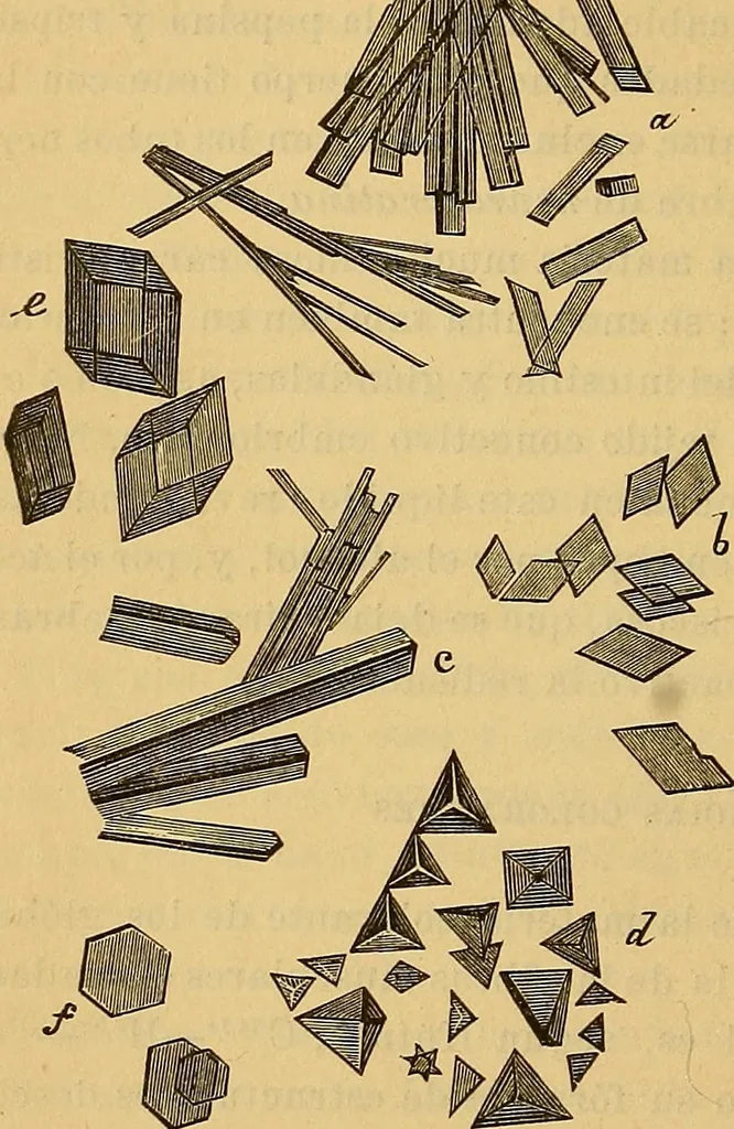 An illustration from Elementos de histología normal y de téchnica micrografica para uso de estudiantes, 1897, leaf 142