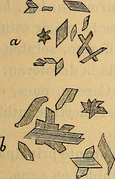 An illustration from Elementos de histología normal y de téchnica micrografica para uso de estudiantes, 1897, leaf 143