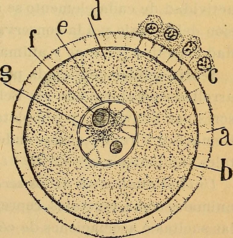 An illustration from Elementos de histología normal y de téchnica micrografica para uso de estudiantes, 1897, leaf 149