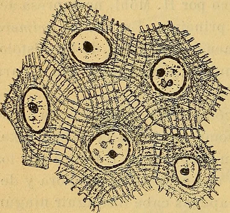 An illustration from Elementos de histología normal y de téchnica micrografica para uso de estudiantes, 1897, leaf 158