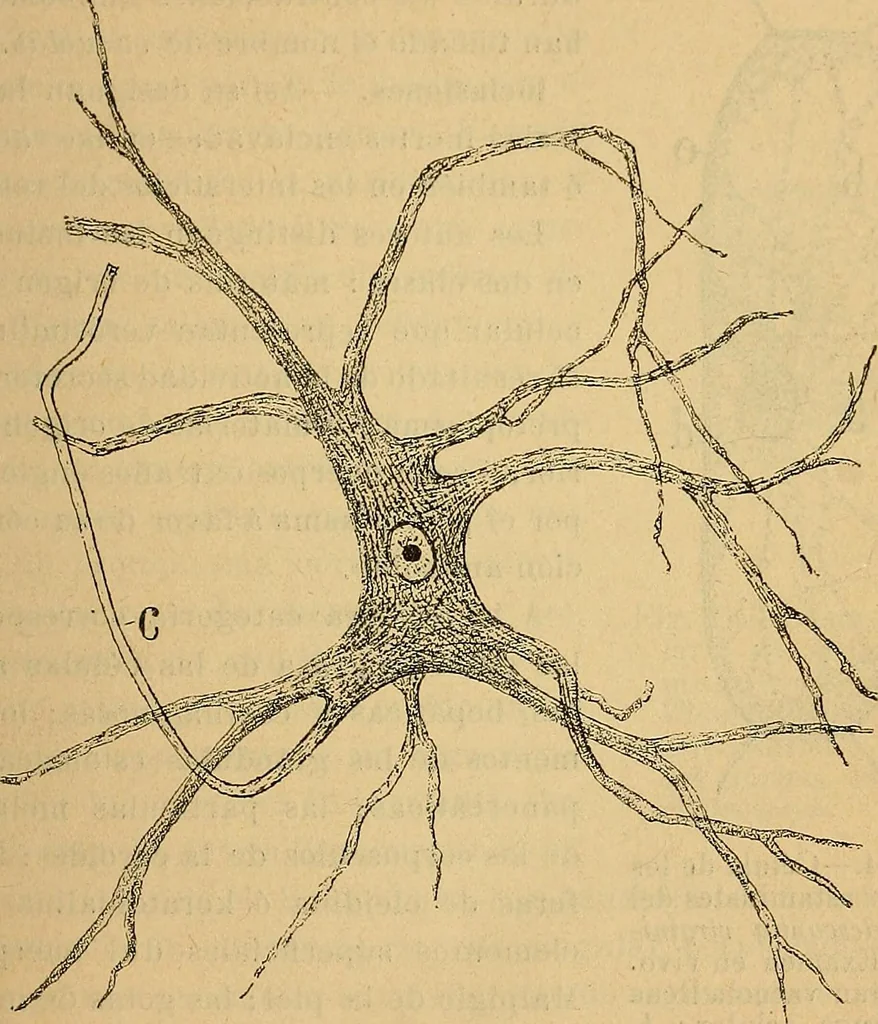 An illustration from Elementos de histología normal y de téchnica micrografica para uso de estudiantes, 1897, leaf 159