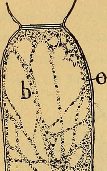 An illustration from Elementos de histología normal y de téchnica micrografica para uso de estudiantes, 1897, leaf 160