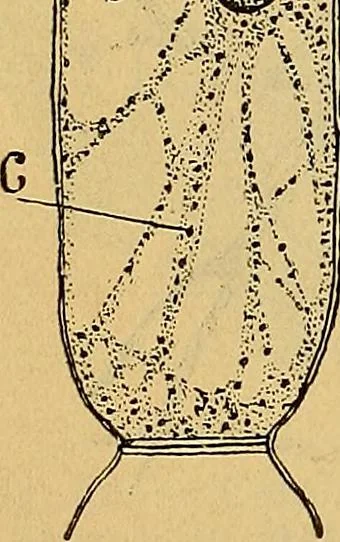 An illustration from Elementos de histología normal y de téchnica micrografica para uso de estudiantes, 1897, leaf 160