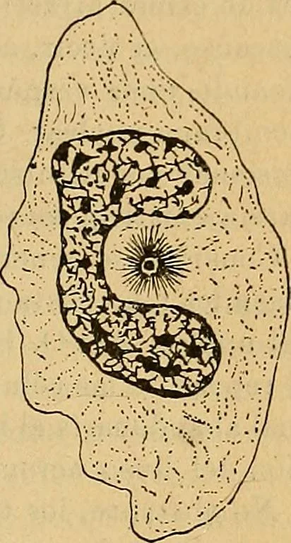 An illustration from Elementos de histología normal y de téchnica micrografica para uso de estudiantes, 1897, leaf 161