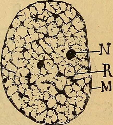 An illustration from Elementos de histología normal y de téchnica micrografica para uso de estudiantes, 1897, leaf 165