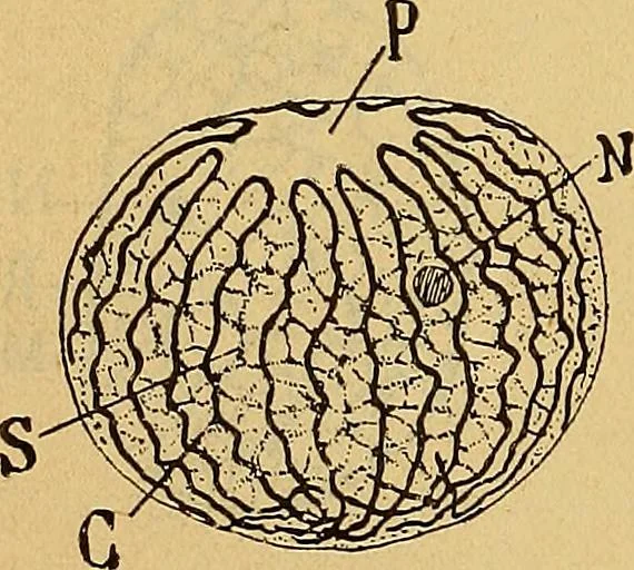An illustration from Elementos de histología normal y de téchnica micrografica para uso de estudiantes, 1897, leaf 166