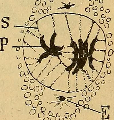 An illustration from Elementos de histología normal y de téchnica micrografica para uso de estudiantes, 1897, leaf 167