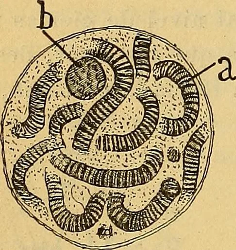 An illustration from Elementos de histología normal y de téchnica micrografica para uso de estudiantes, 1897, leaf 168