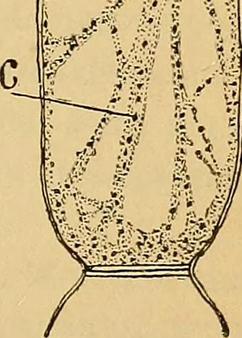 An illustration from Elementos de histología normal y de téchnica micrografica para uso de estudiantes, 1897, leaf 185