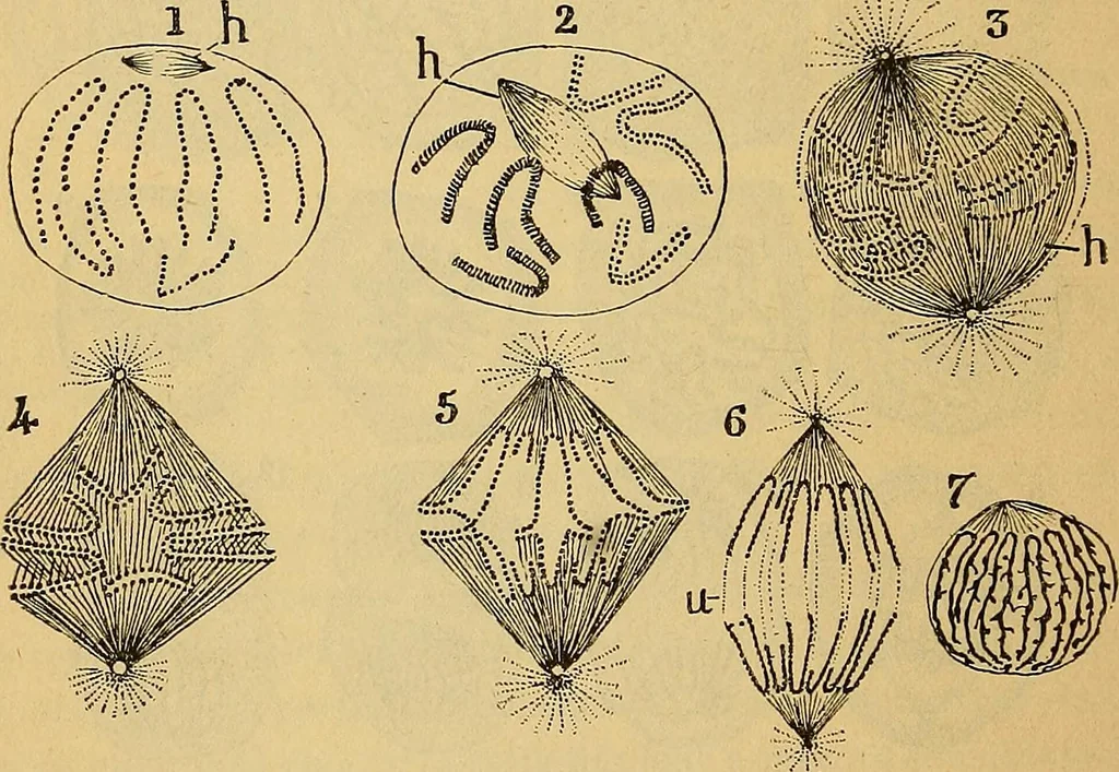An illustration from Elementos de histología normal y de téchnica micrografica para uso de estudiantes, 1897, leaf 192