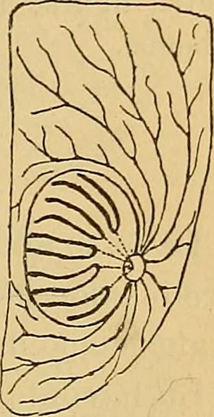 An illustration from Elementos de histología normal y de téchnica micrografica para uso de estudiantes, 1897, leaf 195