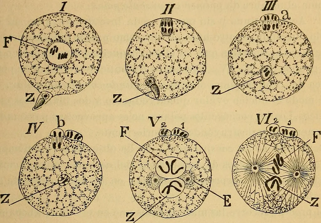 An illustration from Elementos de histología normal y de téchnica micrografica para uso de estudiantes, 1897, leaf 197