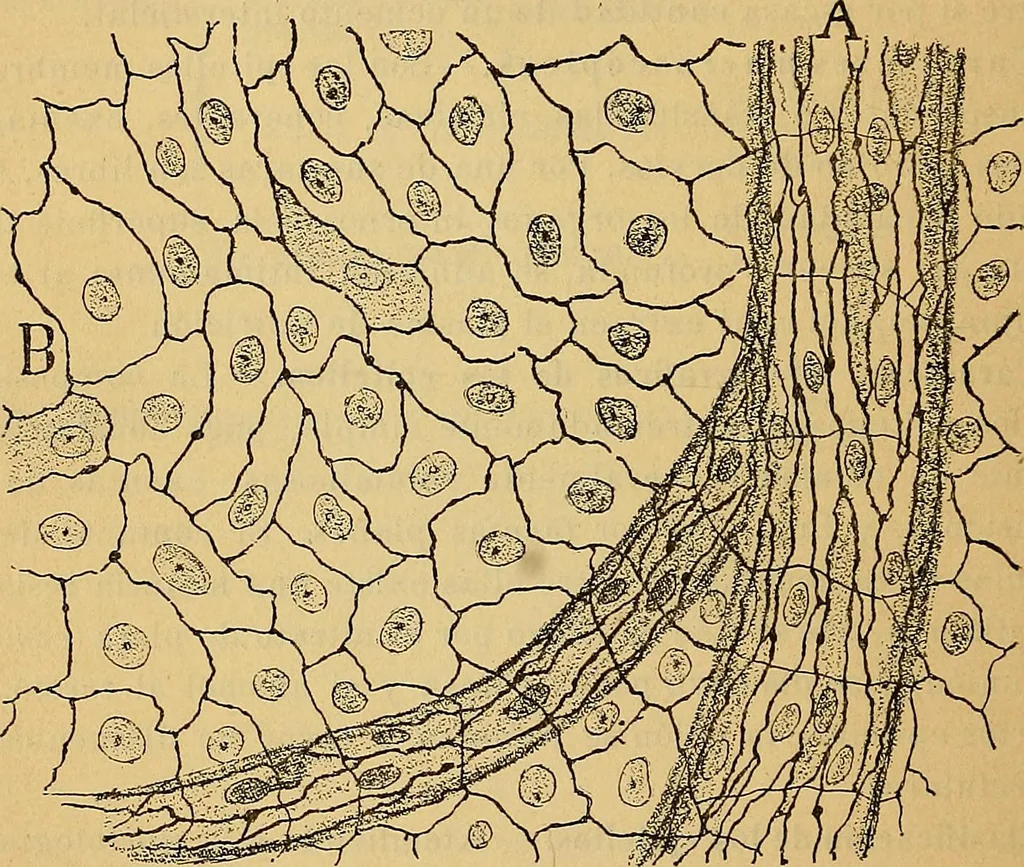 An illustration from Elementos de histología normal y de téchnica micrografica para uso de estudiantes, 1897, leaf 208