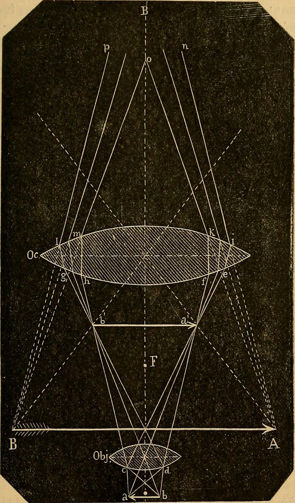 An illustration from Elementos de histología normal y de téchnica micrografica para uso de estudiantes, 1897, leaf 21