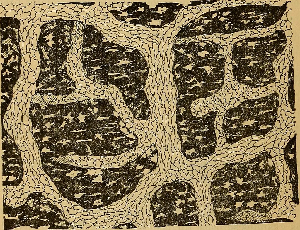 An illustration from Elementos de histología normal y de téchnica micrografica para uso de estudiantes, 1897, leaf 210