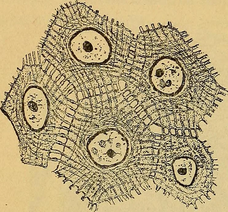 An illustration from Elementos de histología normal y de téchnica micrografica para uso de estudiantes, 1897, leaf 212