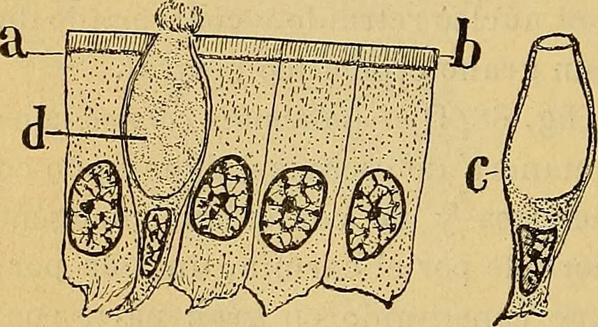An illustration from Elementos de histología normal y de téchnica micrografica para uso de estudiantes, 1897, leaf 214