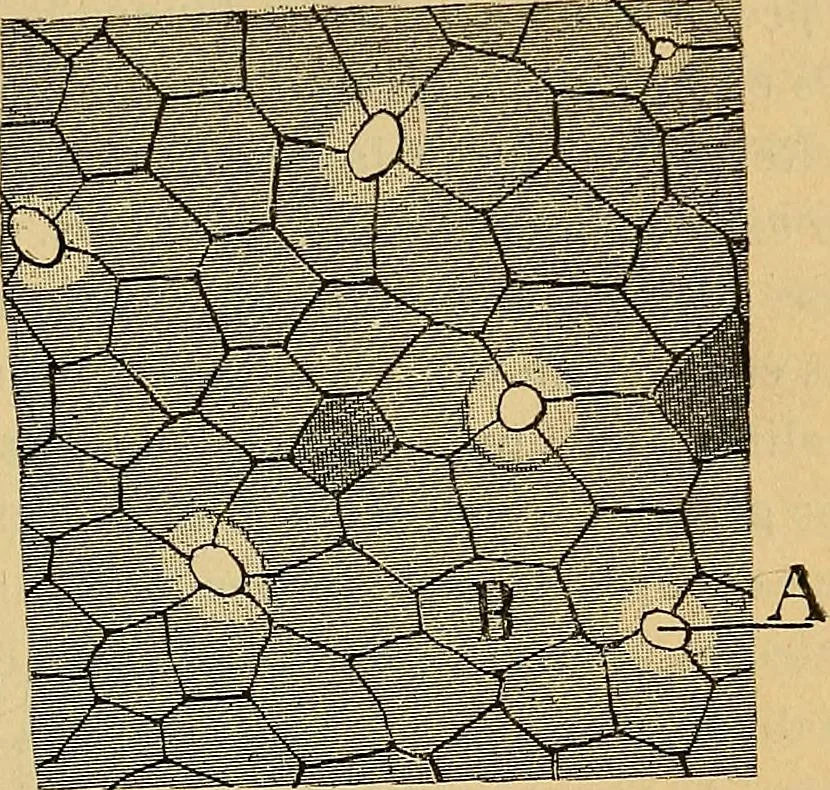 An illustration from Elementos de histología normal y de téchnica micrografica para uso de estudiantes, 1897, leaf 215