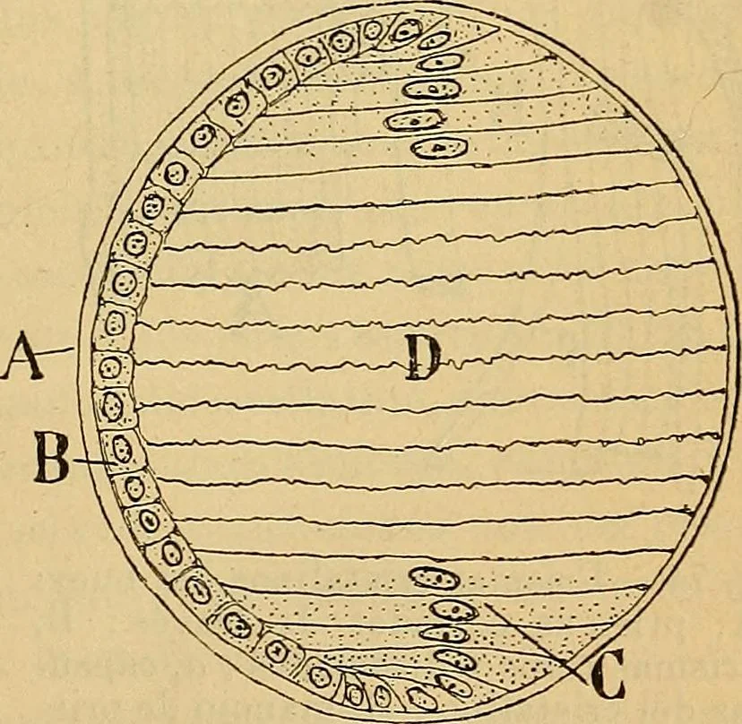 An illustration from Elementos de histología normal y de téchnica micrografica para uso de estudiantes, 1897, leaf 223