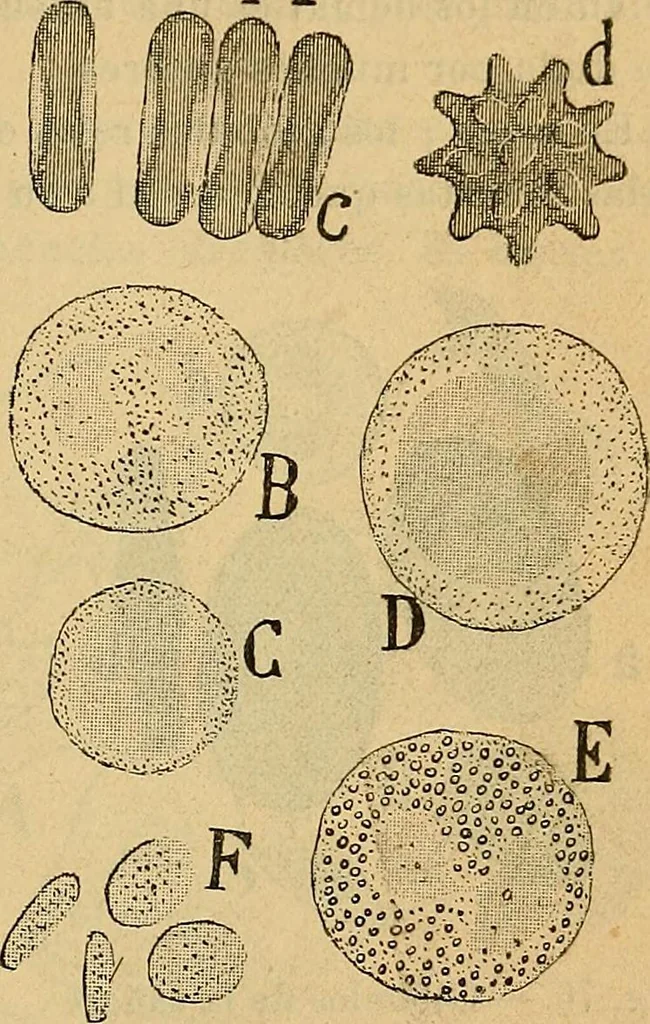 An illustration from Elementos de histología normal y de téchnica micrografica para uso de estudiantes, 1897, leaf 229