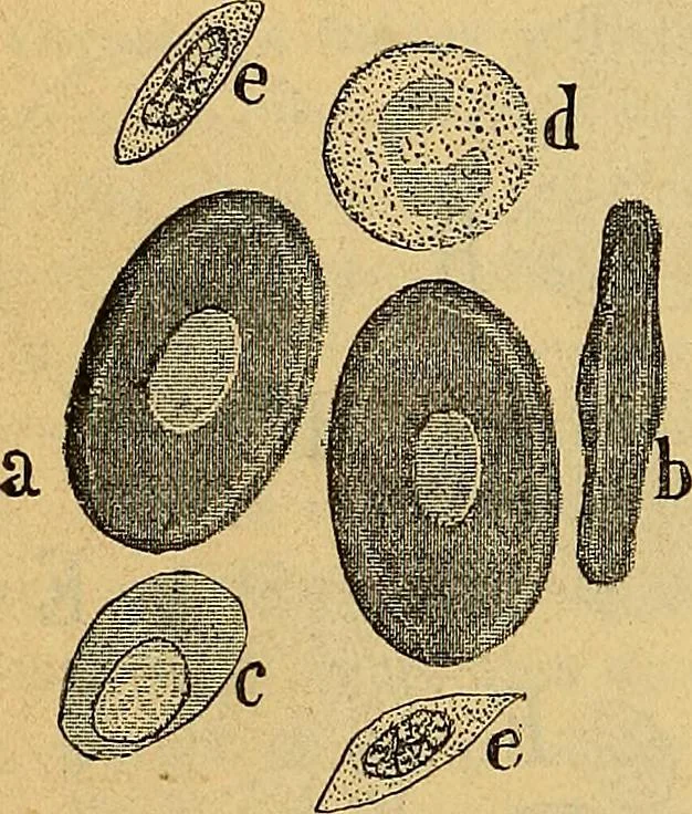 An illustration from Elementos de histología normal y de téchnica micrografica para uso de estudiantes, 1897, leaf 230