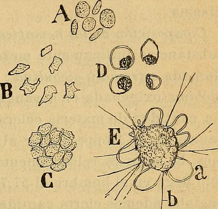 An illustration from Elementos de histología normal y de téchnica micrografica para uso de estudiantes, 1897, leaf 233