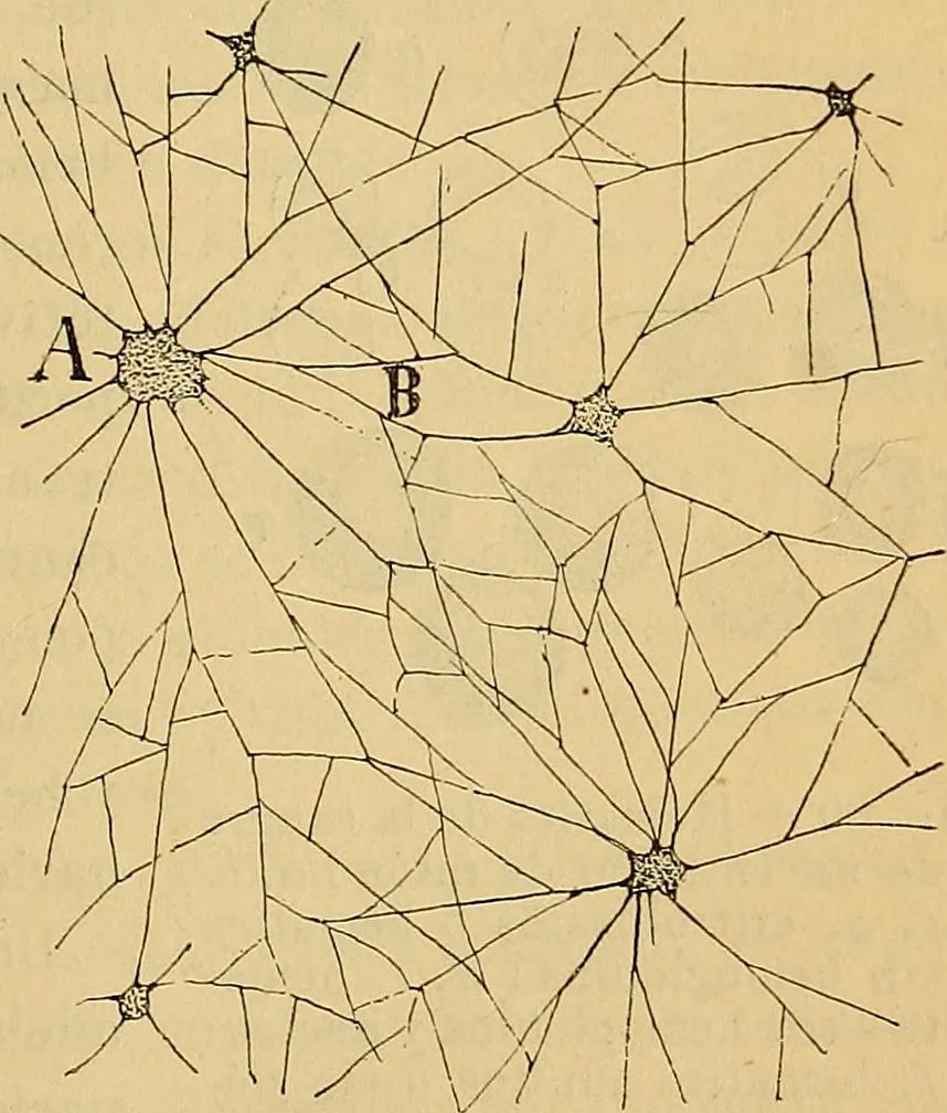 An illustration from Elementos de histología normal y de téchnica micrografica para uso de estudiantes, 1897, leaf 237