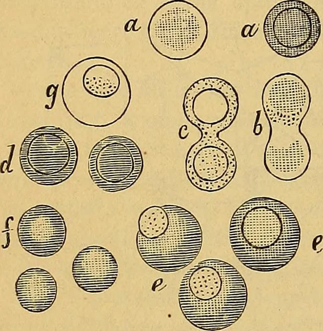 An illustration from Elementos de histología normal y de téchnica micrografica para uso de estudiantes, 1897, leaf 238