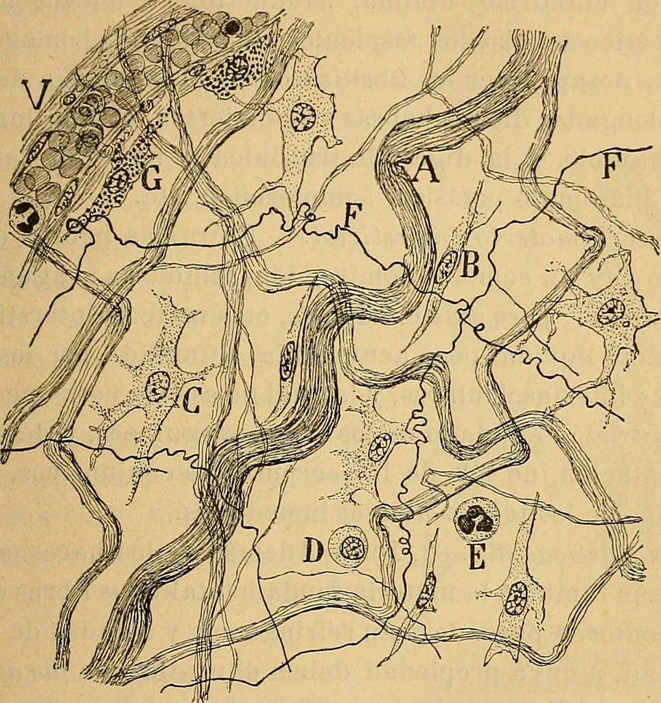 An illustration from Elementos de histología normal y de téchnica micrografica para uso de estudiantes, 1897, leaf 251