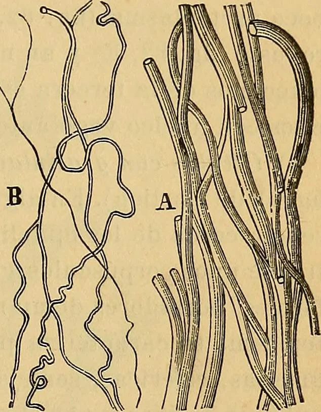 An illustration from Elementos de histología normal y de téchnica micrografica para uso de estudiantes, 1897, leaf 253