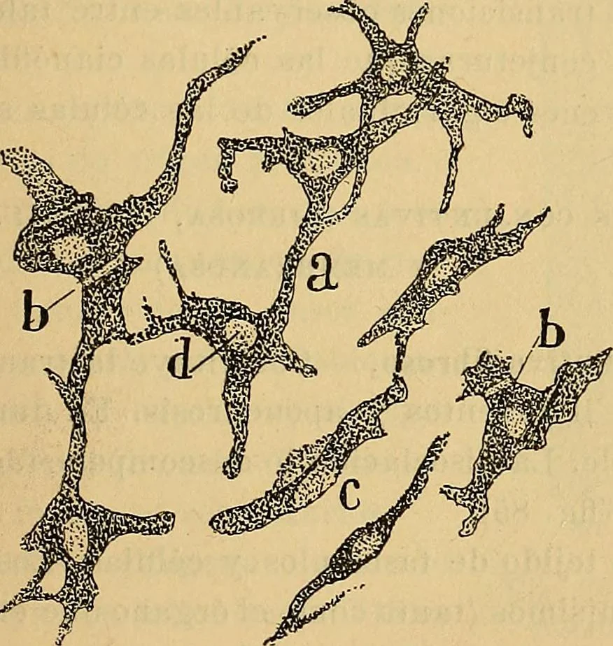 An illustration from Elementos de histología normal y de téchnica micrografica para uso de estudiantes, 1897, leaf 255