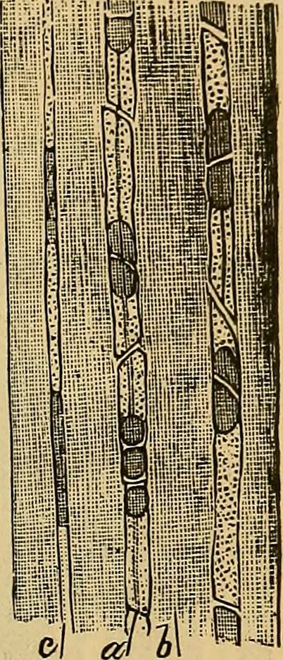 An illustration from Elementos de histología normal y de téchnica micrografica para uso de estudiantes, 1897, leaf 257