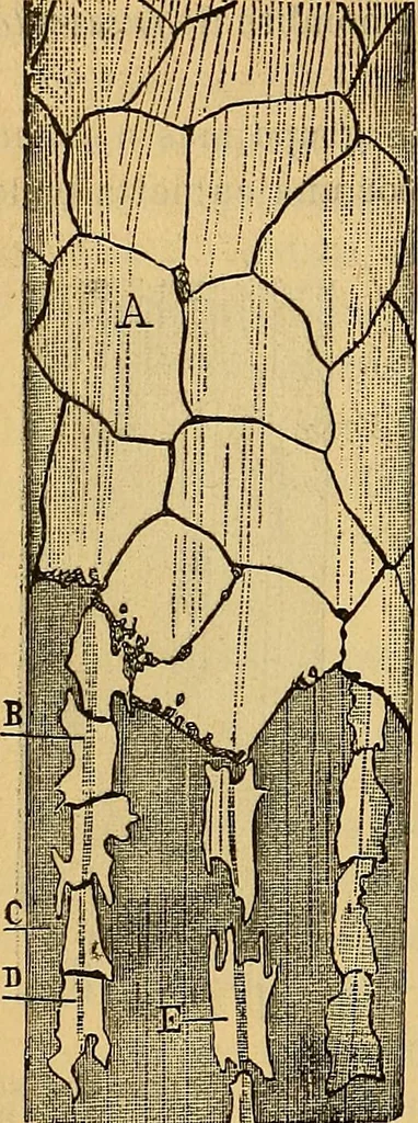 An illustration from Elementos de histología normal y de téchnica micrografica para uso de estudiantes, 1897, leaf 258