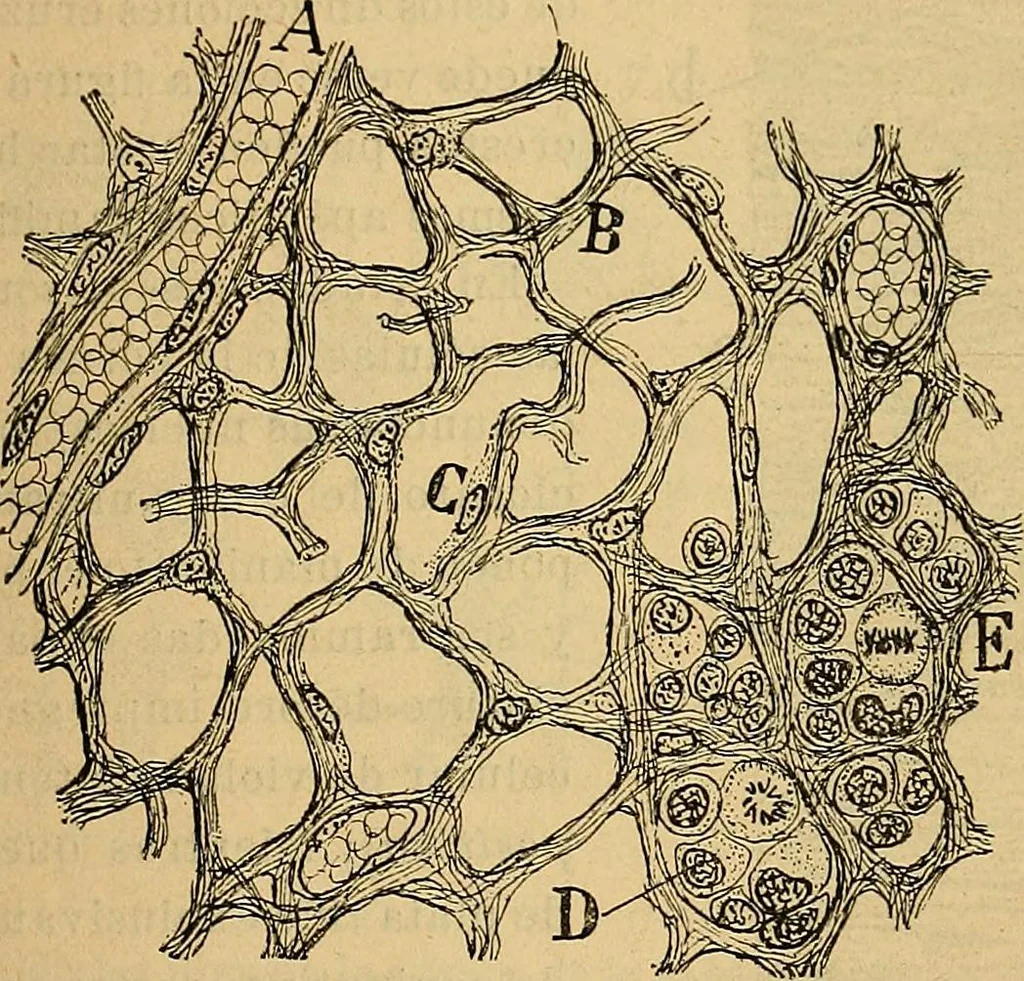 An illustration from Elementos de histología normal y de téchnica micrografica para uso de estudiantes, 1897, leaf 259