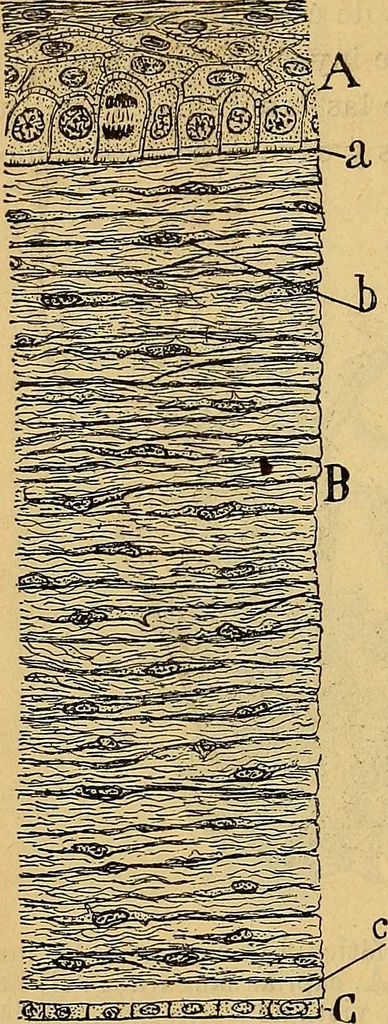 An illustration from Elementos de histología normal y de téchnica micrografica para uso de estudiantes, 1897, leaf 260
