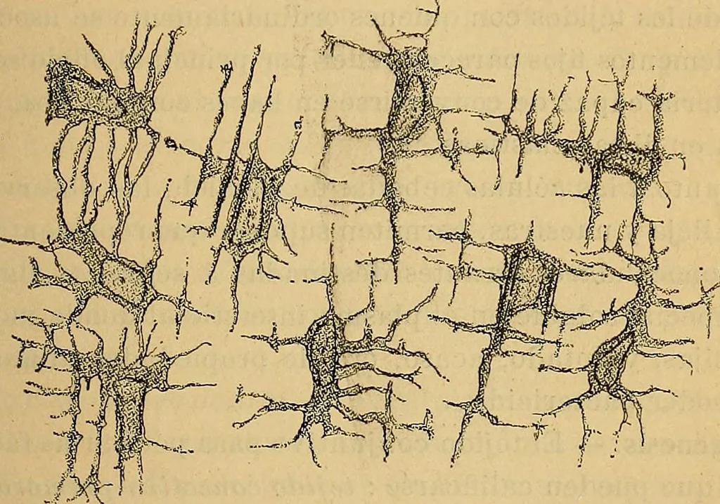 An illustration from Elementos de histología normal y de téchnica micrografica para uso de estudiantes, 1897, leaf 261