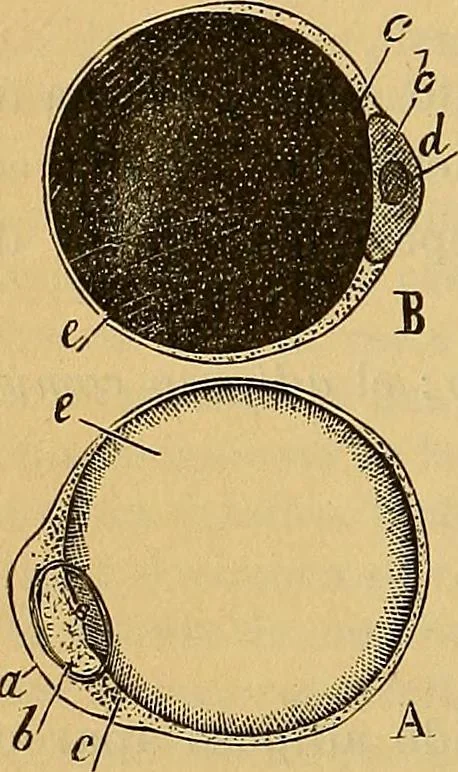 An illustration from Elementos de histología normal y de téchnica micrografica para uso de estudiantes, 1897, leaf 268