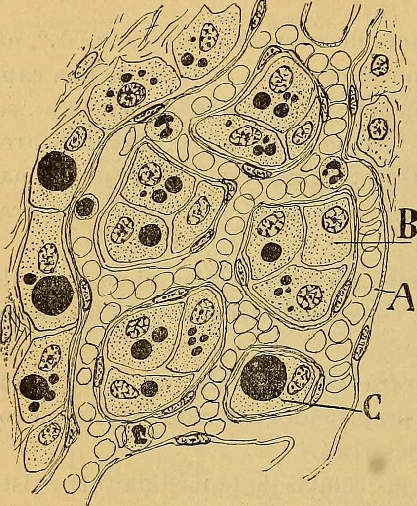 An illustration from Elementos de histología normal y de téchnica micrografica para uso de estudiantes, 1897, leaf 272