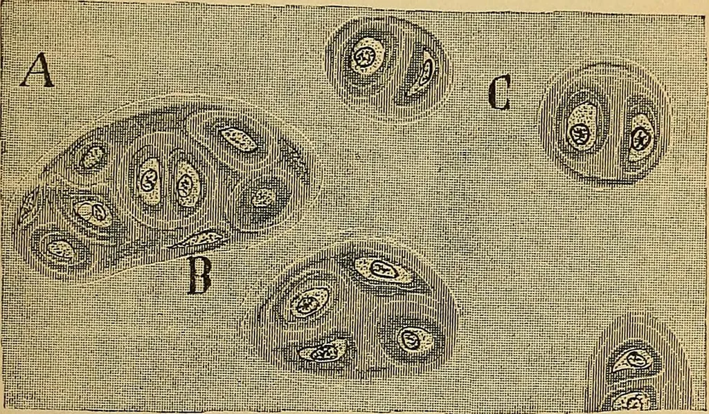 An illustration from Elementos de histología normal y de téchnica micrografica para uso de estudiantes, 1897, leaf 275
