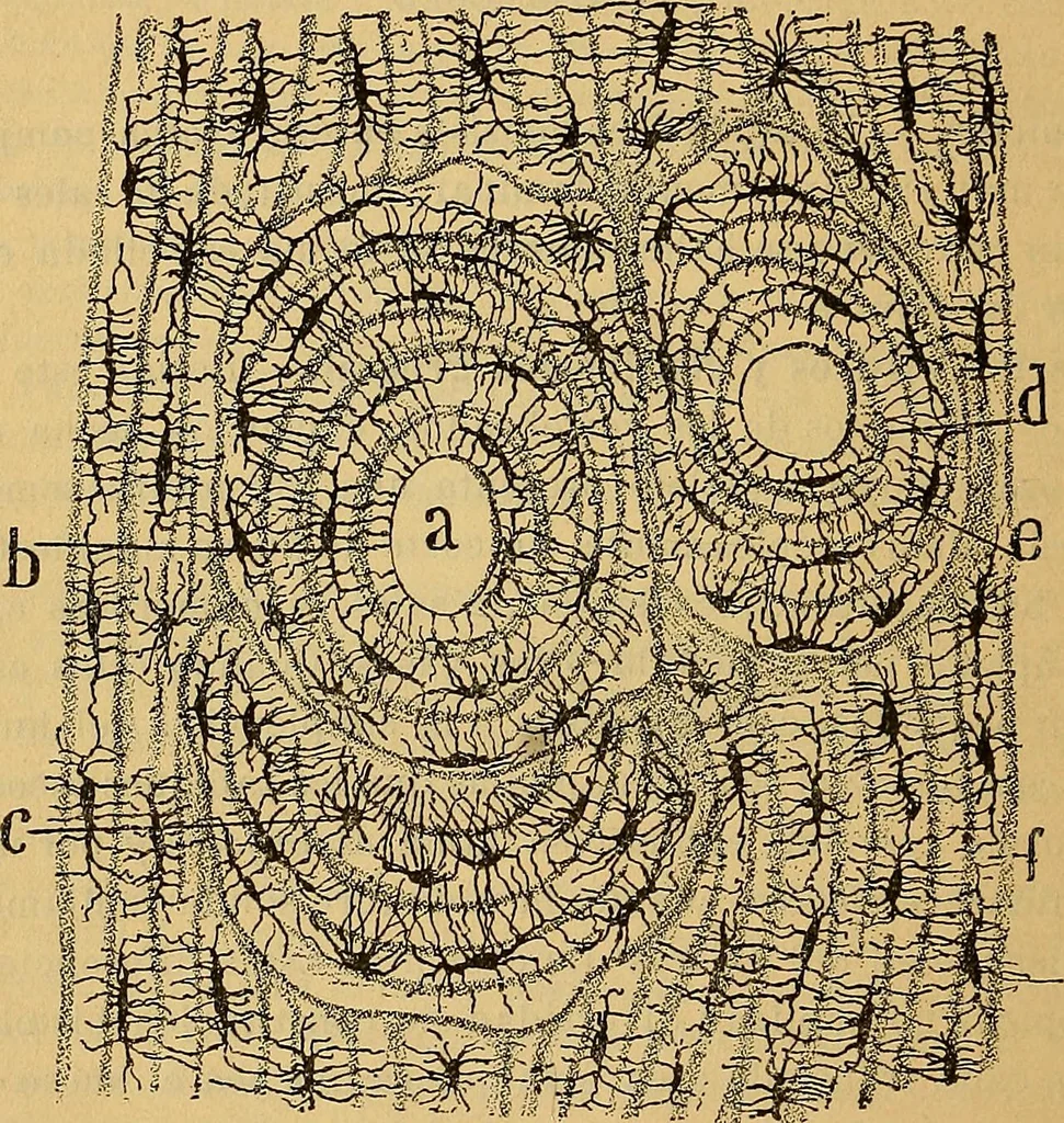 An illustration from Elementos de histología normal y de téchnica micrografica para uso de estudiantes, 1897, leaf 284