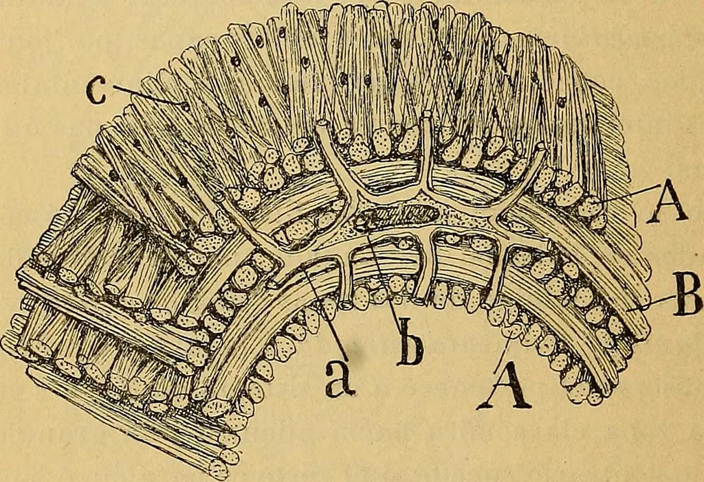 An illustration from Elementos de histología normal y de téchnica micrografica para uso de estudiantes, 1897, leaf 286