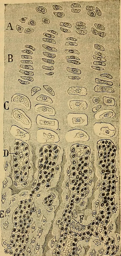 An illustration from Elementos de histología normal y de téchnica micrografica para uso de estudiantes, 1897, leaf 291