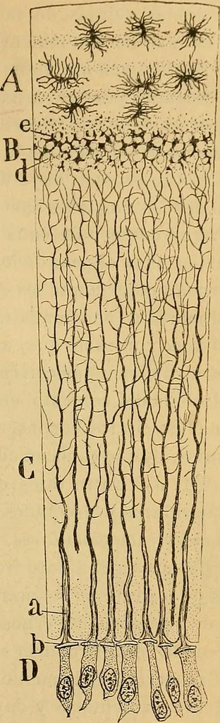 An illustration from Elementos de histología normal y de téchnica micrografica para uso de estudiantes, 1897, leaf 299