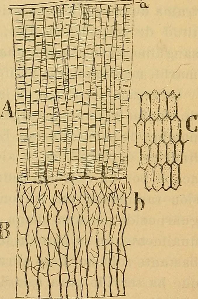 An illustration from Elementos de histología normal y de téchnica micrografica para uso de estudiantes, 1897, leaf 301